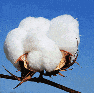 ✨🔥【S-5XL】Нов дамски топ с дълъг ръкав и щампа от 2025 г., удобен и стилен