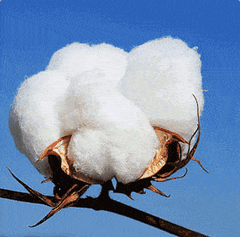 ✨🔥【S-5XL】Нов дамски топ с дълъг ръкав и щампа от 2025 г., удобен и стилен